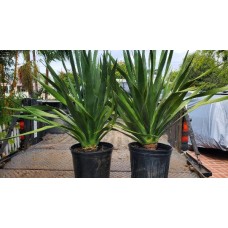 3/5 gal dragon trees