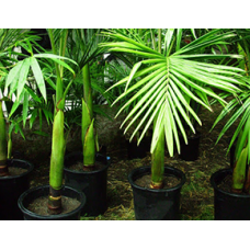 15 gal King Palm Singles