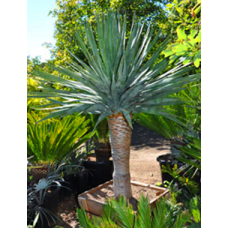 Dragon Tree