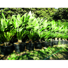 Nursery Palms