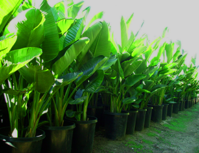 15 gal Giant Bird of Paradise