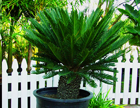 25 gal Sago Palms