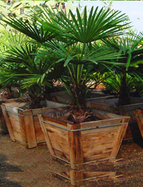 Chinese Windmill Palms