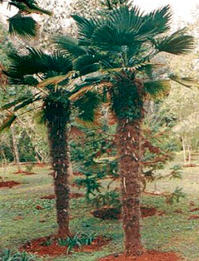 Dwarf Chusan Palm