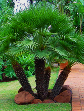 European Fan Palm