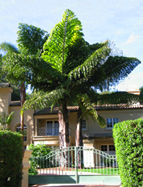 Giant Mountain Fishtail Palm