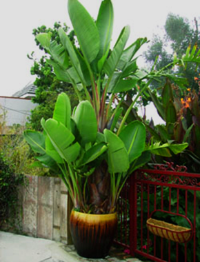 Giant White Bird of Paradise