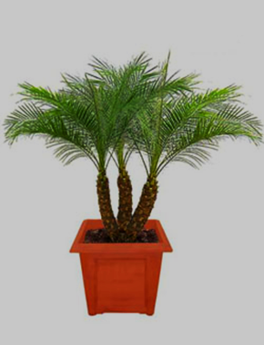 Pigmy Date Palm