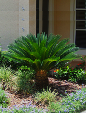 Sago Palm