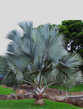 Silver Bismarck Palm