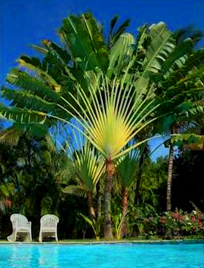 Travellers Palm