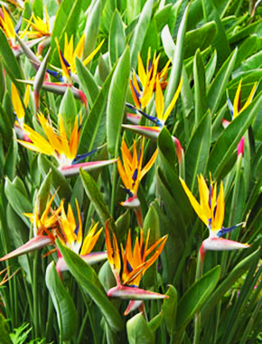 Tropical/Orange Bird of Paradise