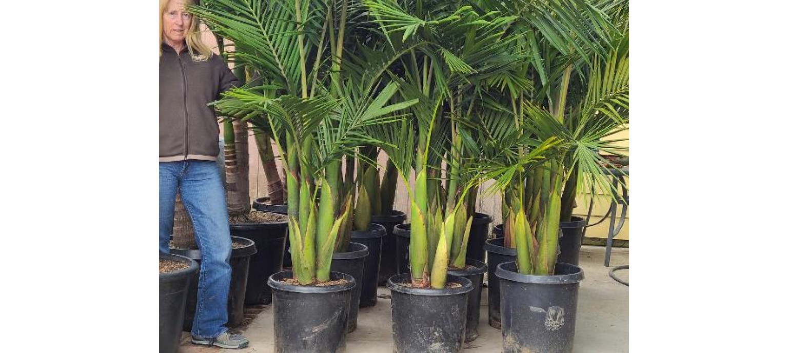 Palms